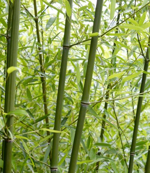 Phyllostachys humilis